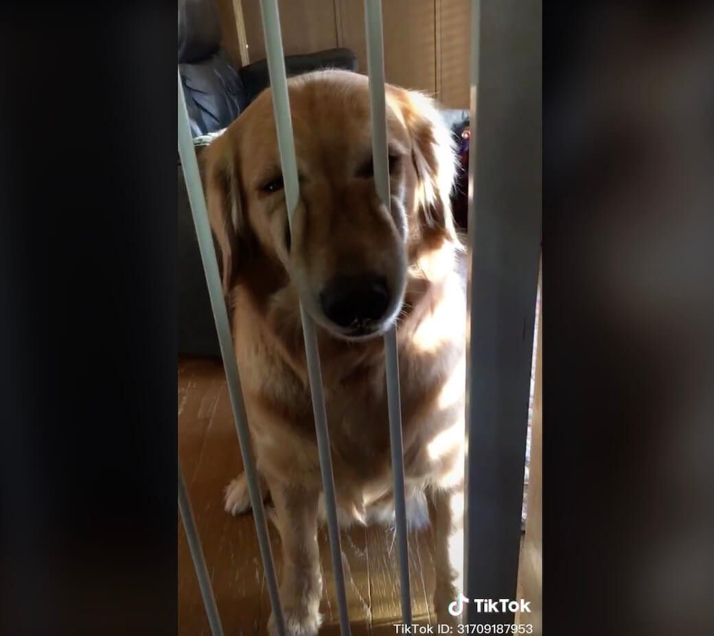 ゴールデンレトリーバー,動画