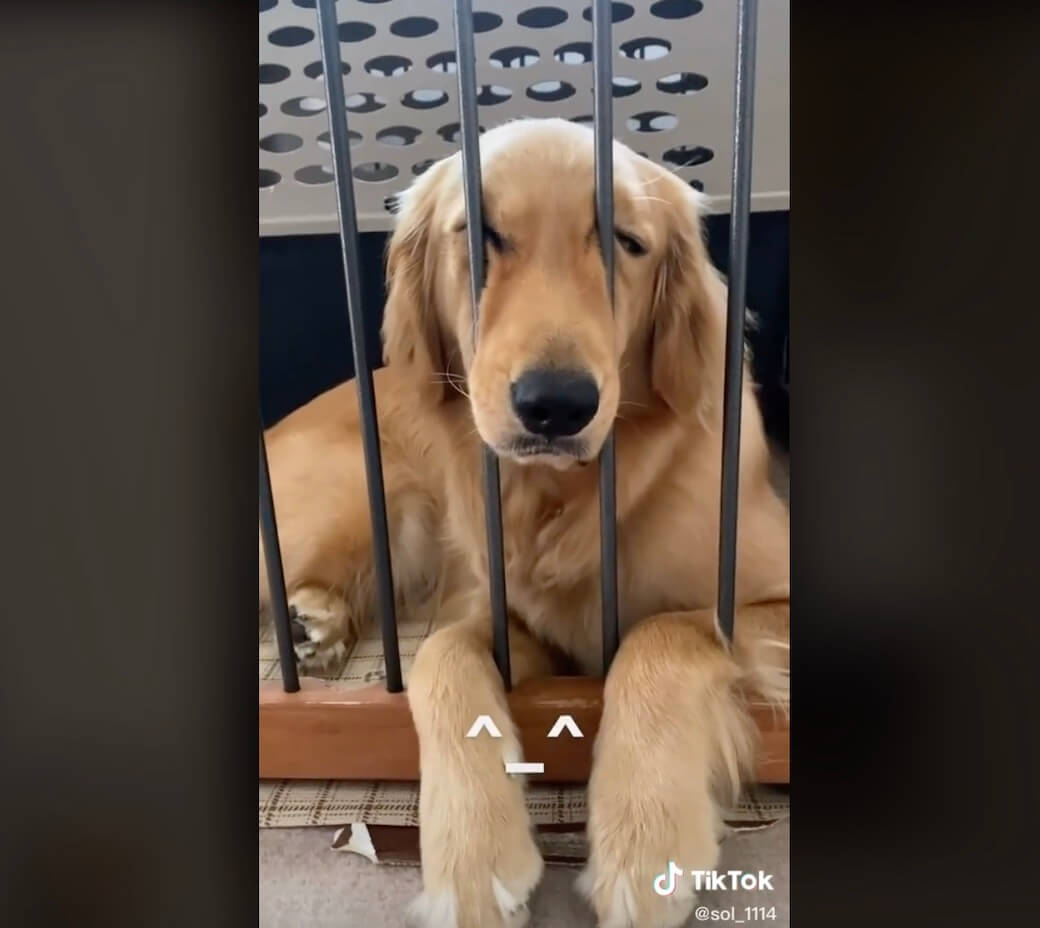 ゴールデンレトリーバー,動画