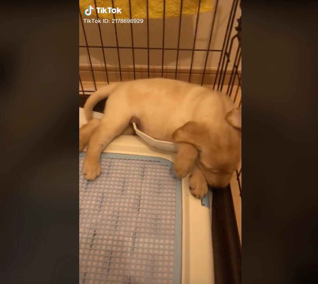 ラブラドールレトリーバー,動画