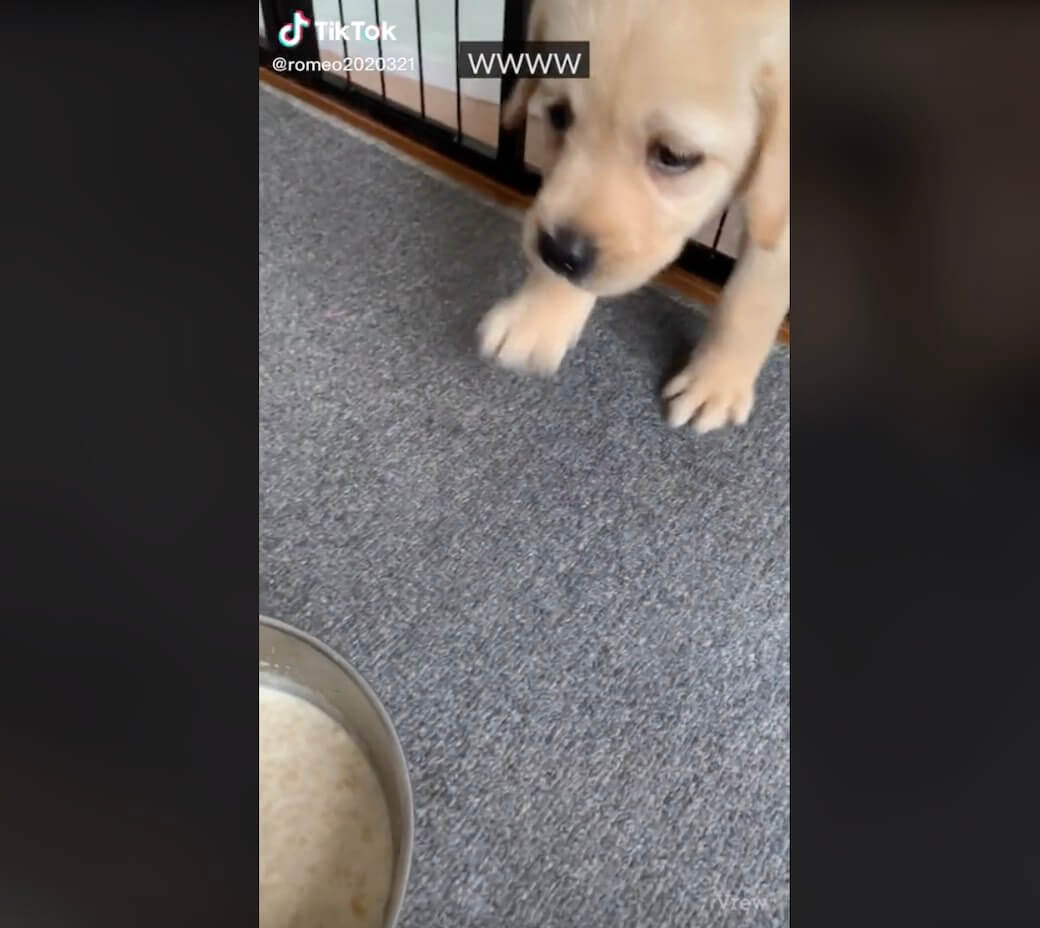 ラブラドールレトリーバー,動画