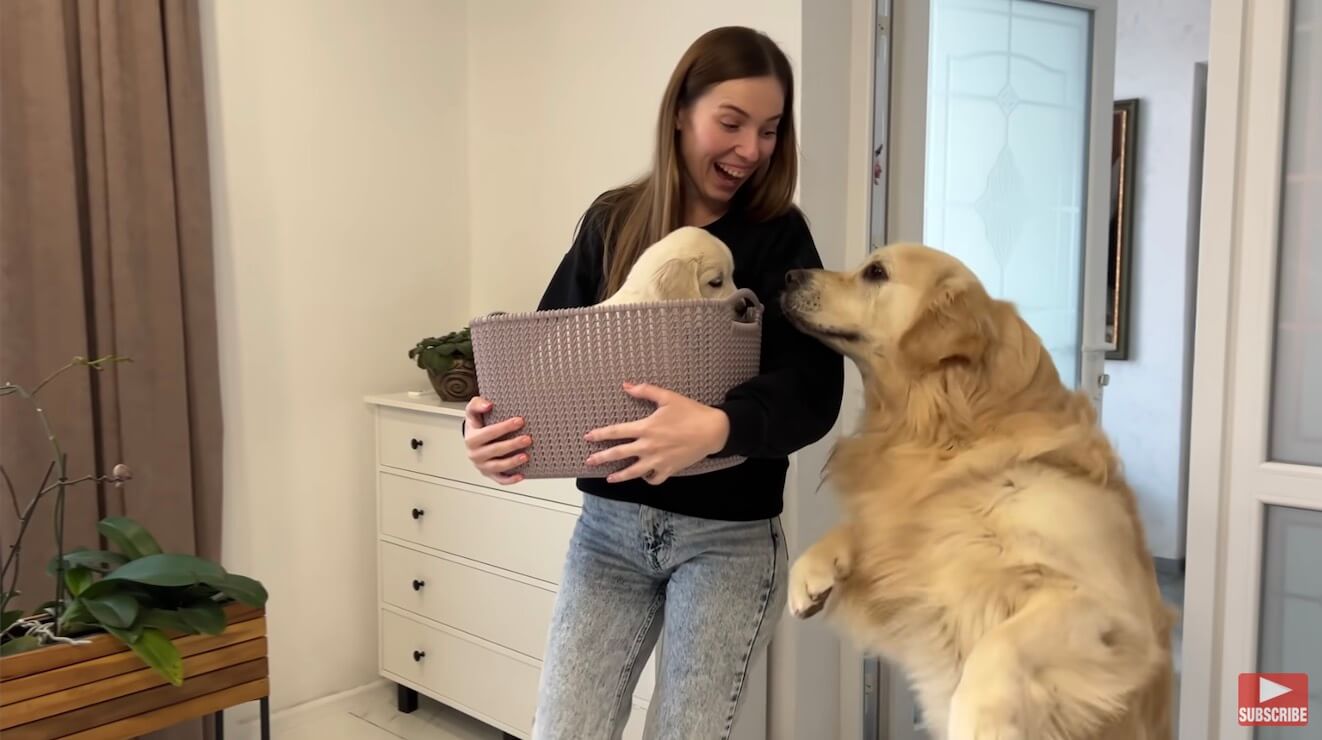 ゴールデンレトリーバー,動画