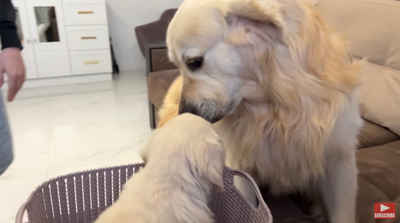 ゴールデンレトリーバー,動画