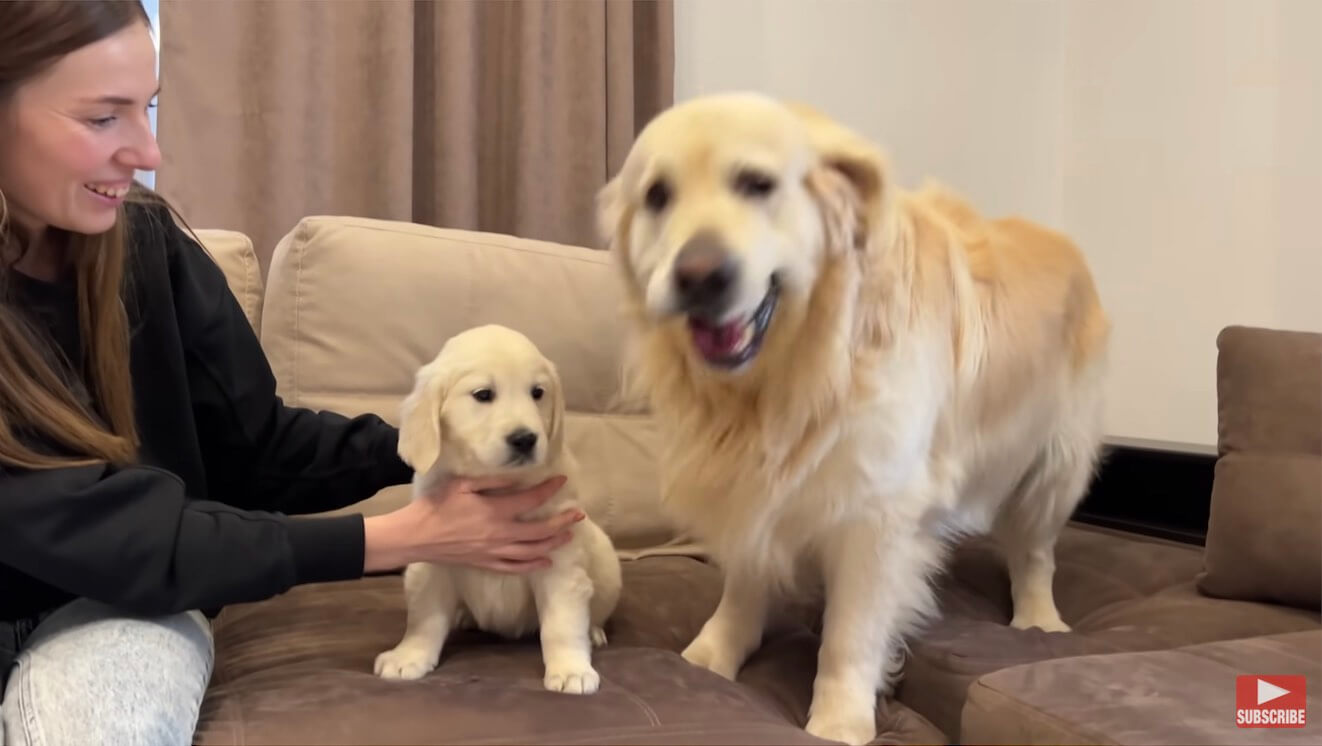 ゴールデンレトリーバー,動画