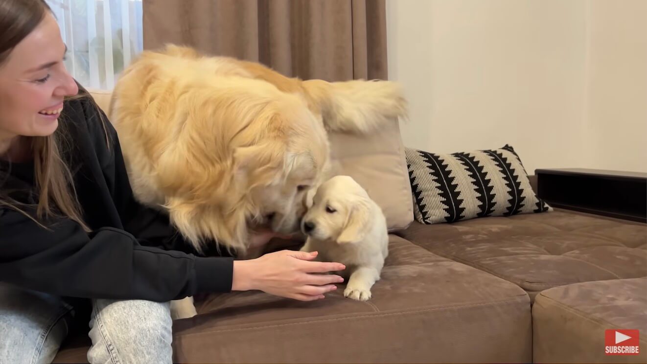 ゴールデンレトリーバー,動画