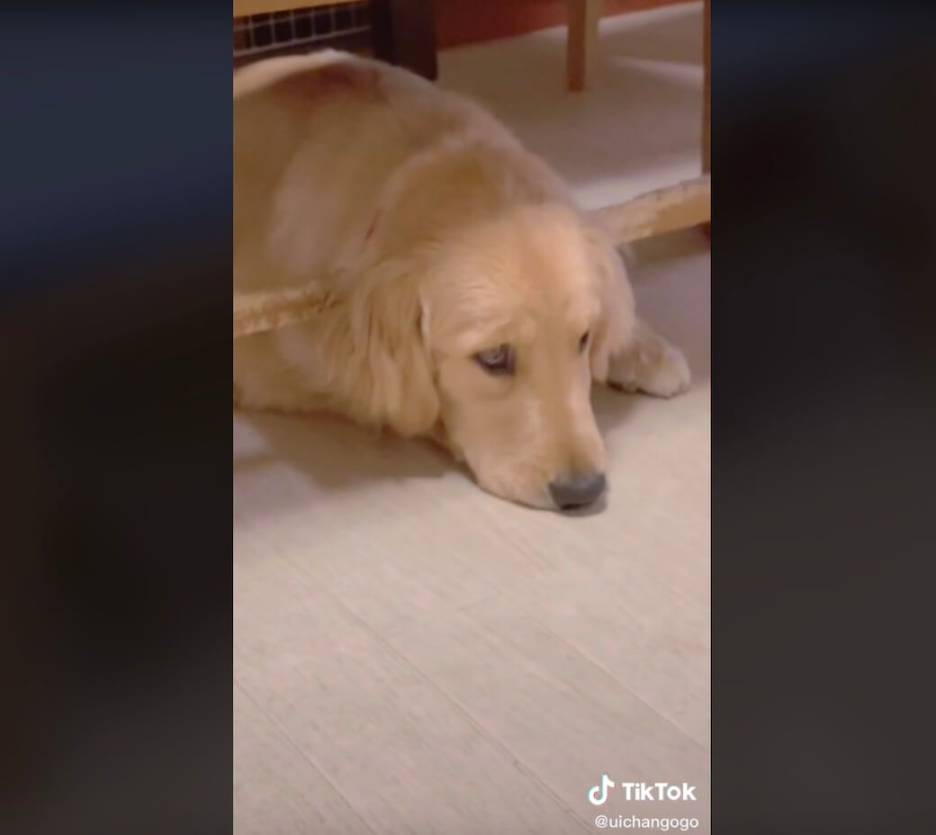 ゴールデンレトリーバー,動画