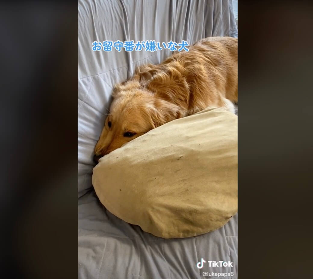 ゴールデンレトリーバー,動画