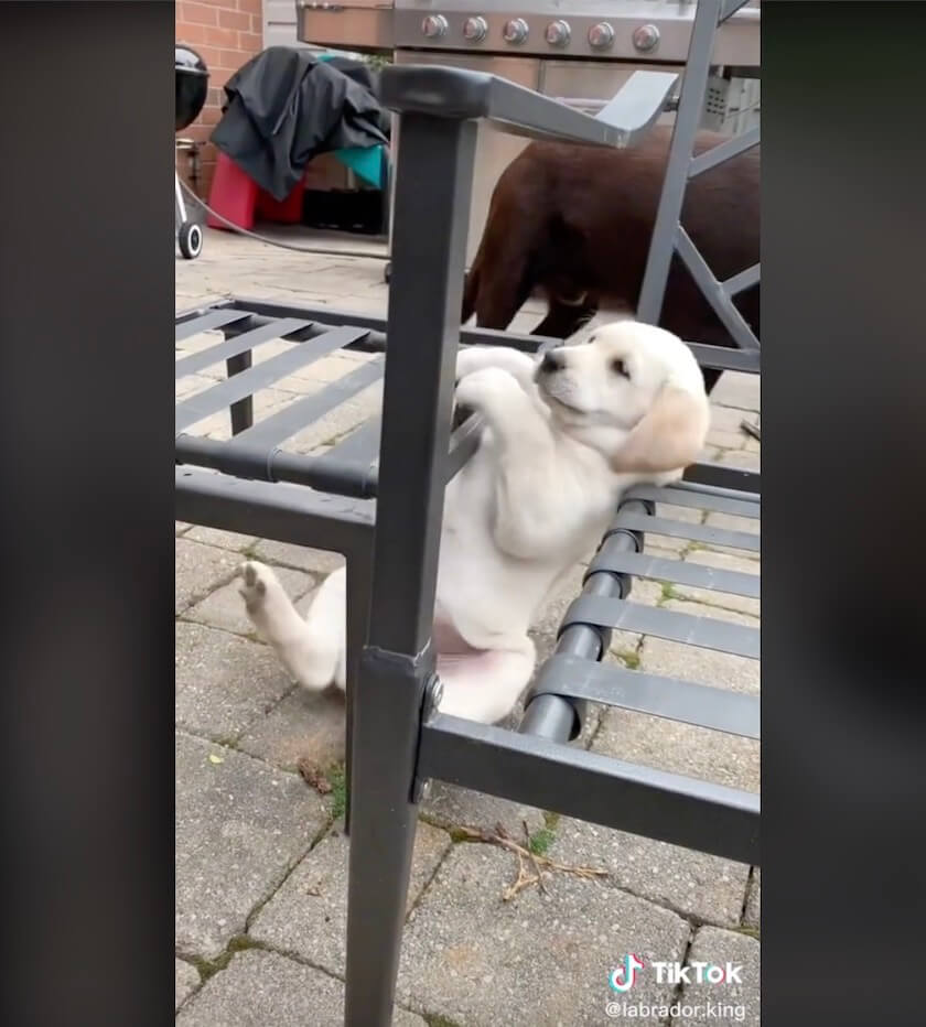 ラブラドールレトリーバー,動画