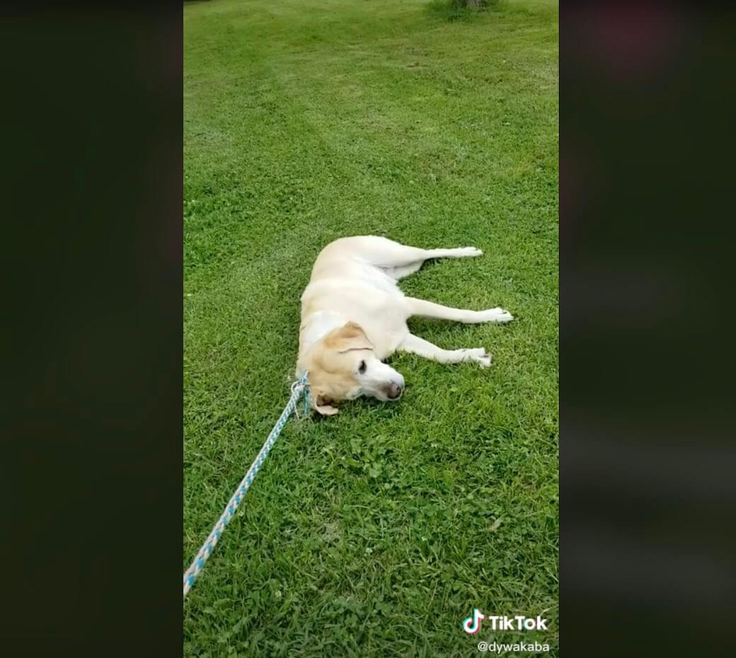 ラブラドールレトリーバー,動画