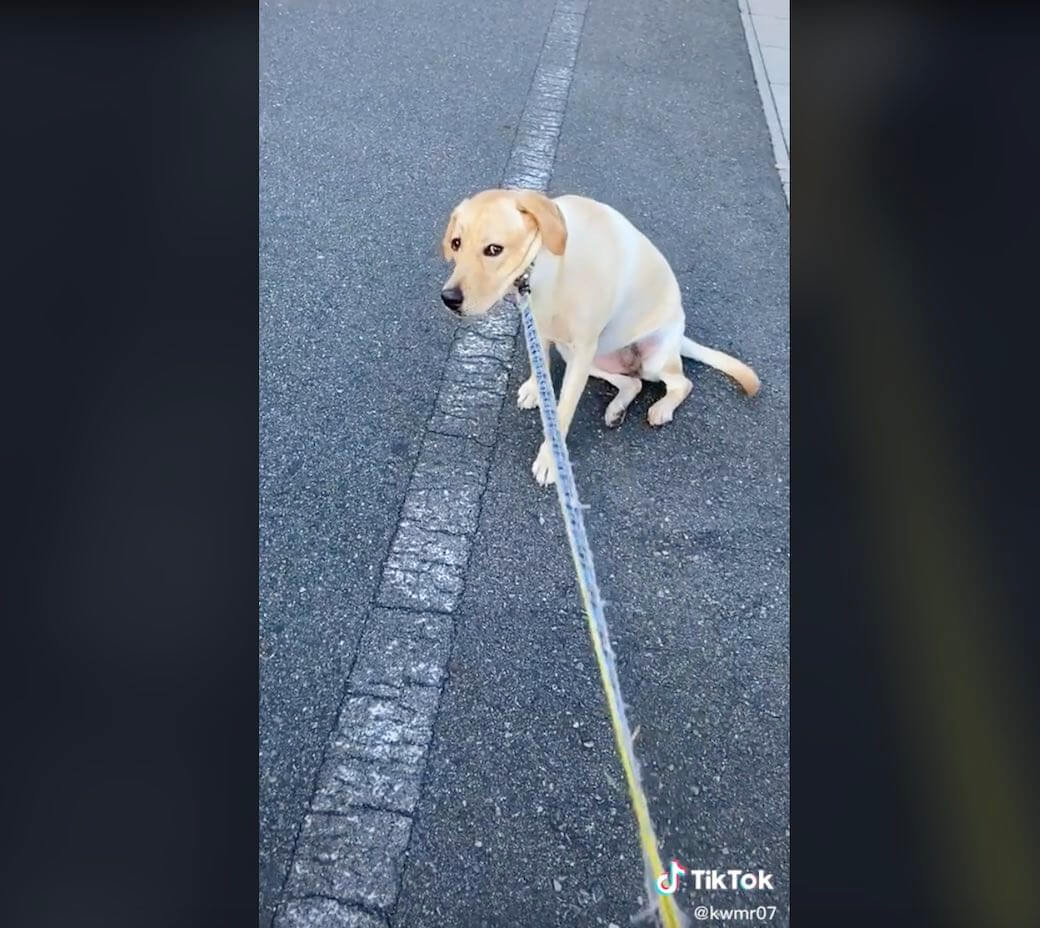 ラブラドールレトリーバー,動画