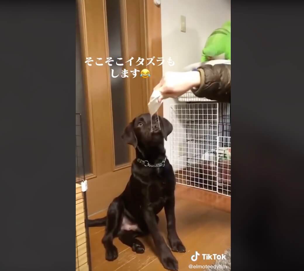 ラブラドールレトリーバー,動画