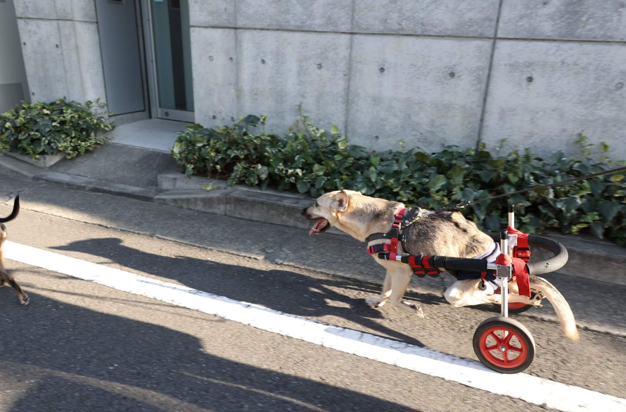 レトリーバー,取材