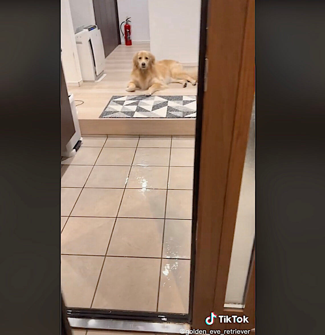 ゴールデンレトリーバー,動画