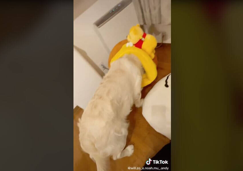 ゴールデンレトリーバー,動画