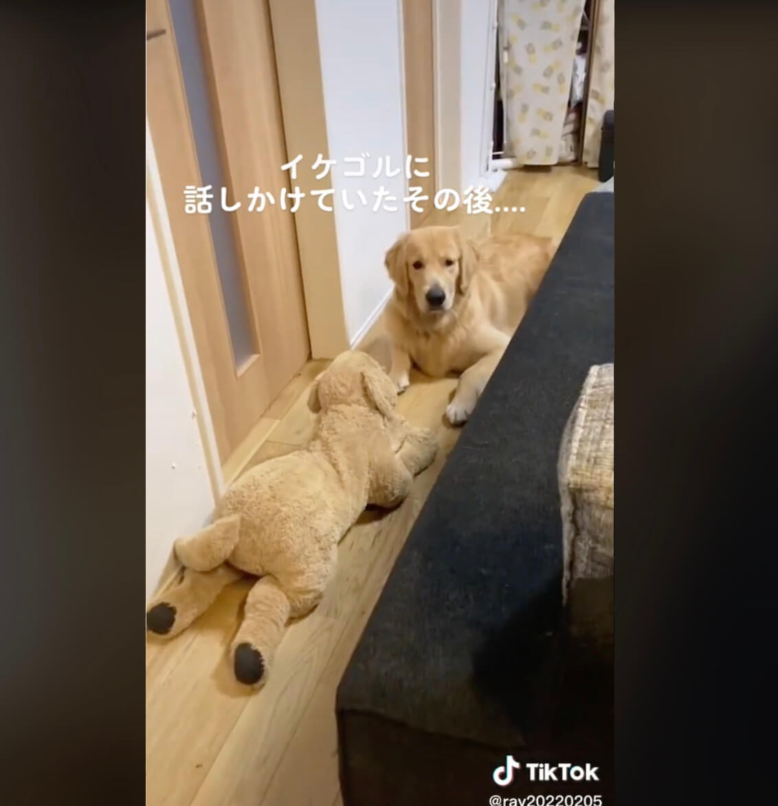 ゴールデンレトリーバー,動画