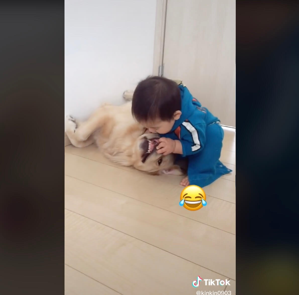 ゴールデンレトリーバー,動画