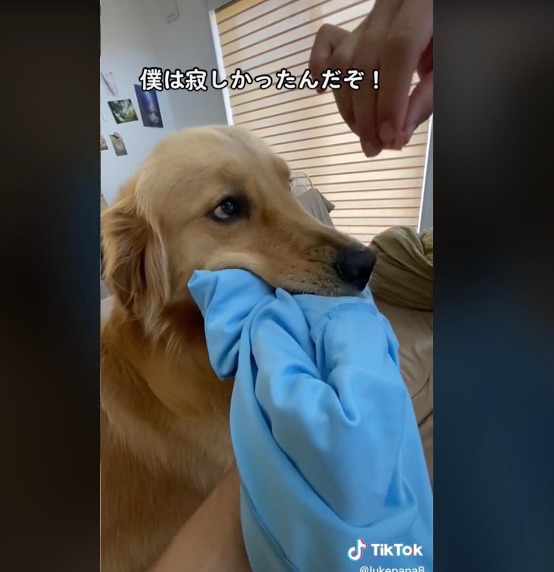 ゴールデンレトリーバー,動画