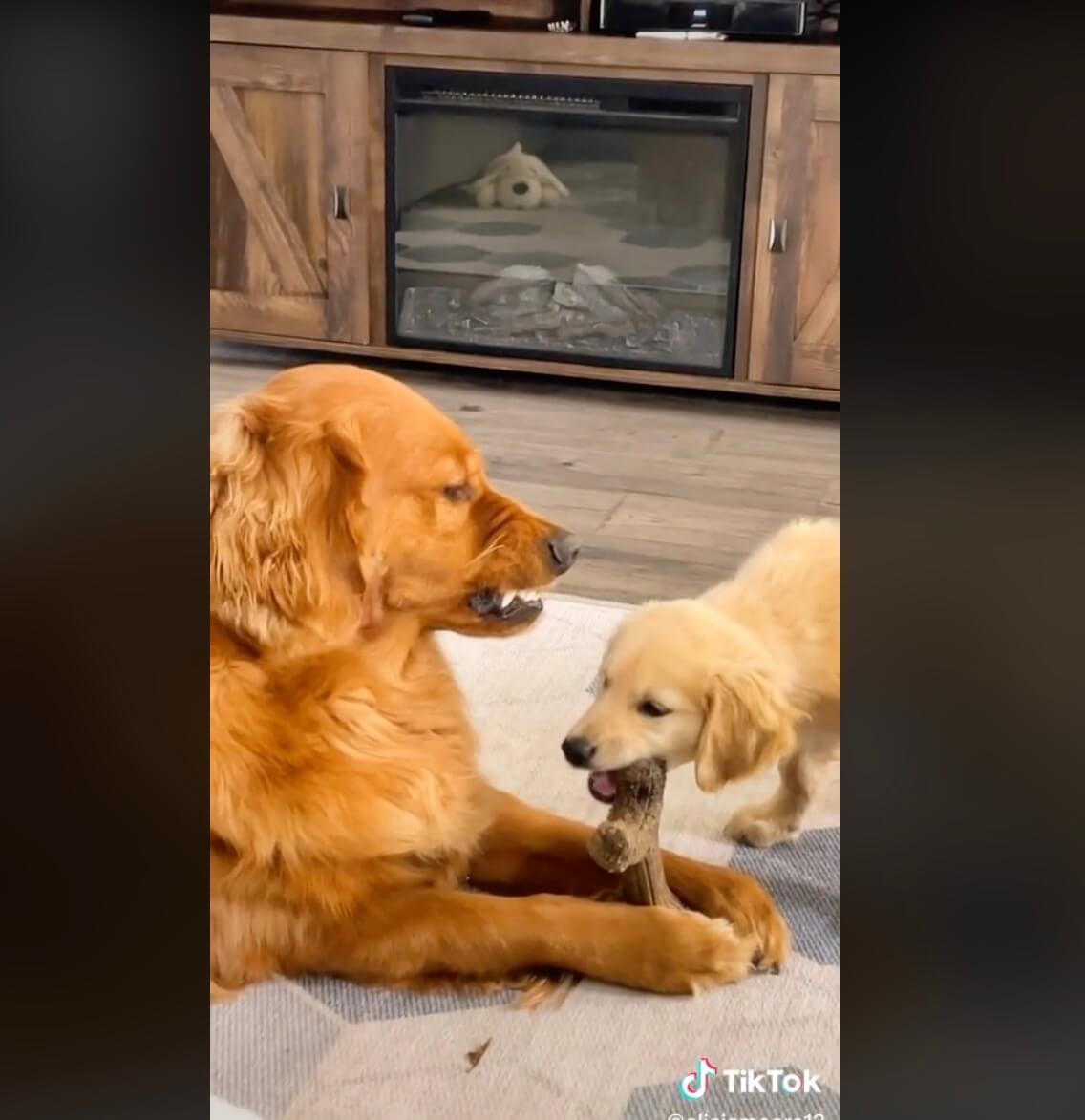 ゴールデンレトリーバー,動画