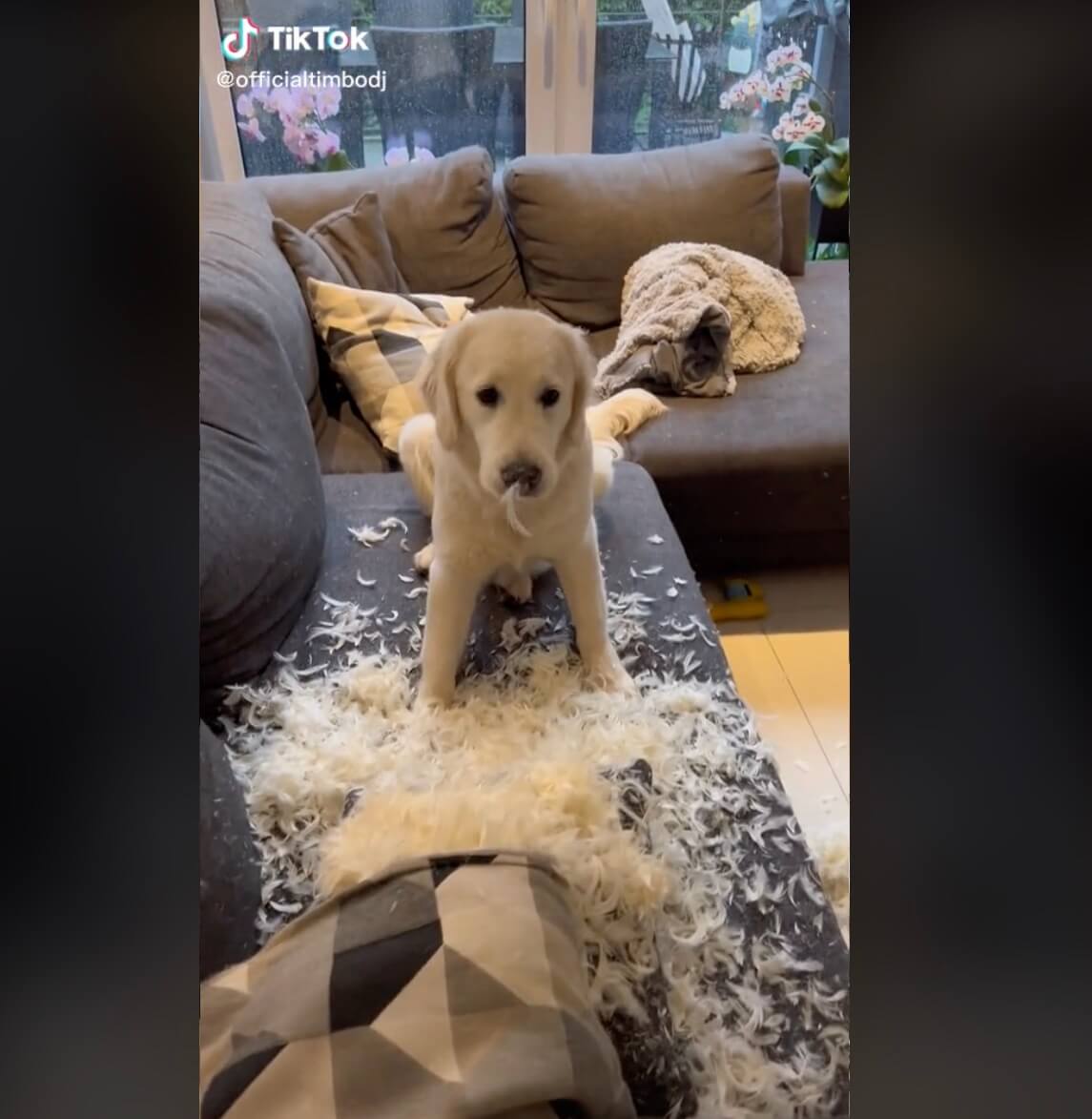 ゴールデンレトリーバー,動画