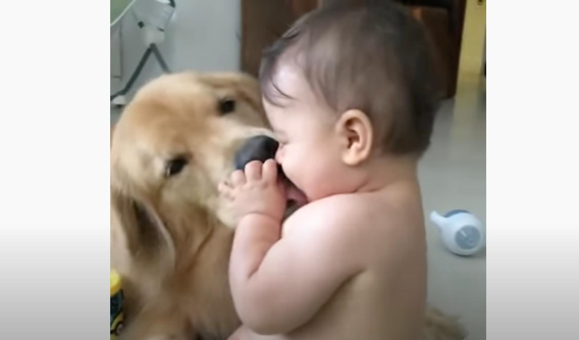 ゴールデンレトリーバー,動画