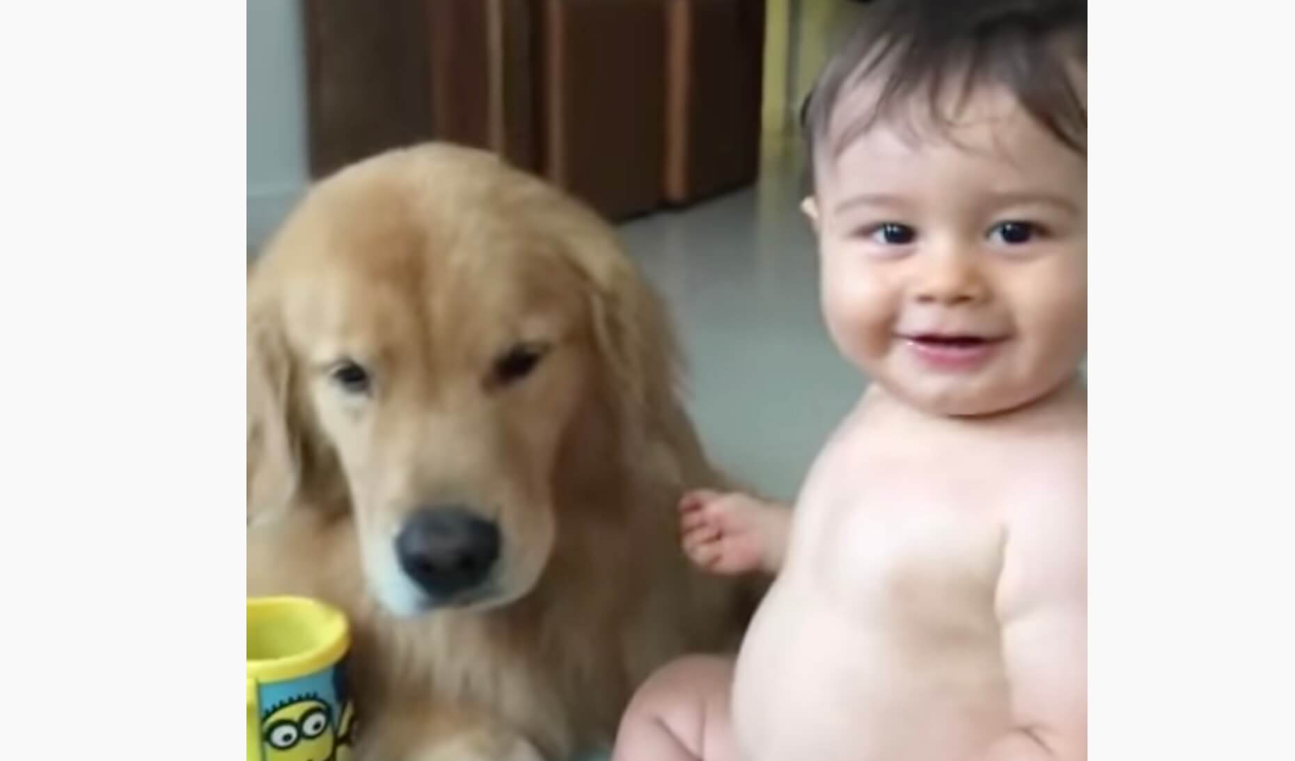 ゴールデンレトリーバー,動画