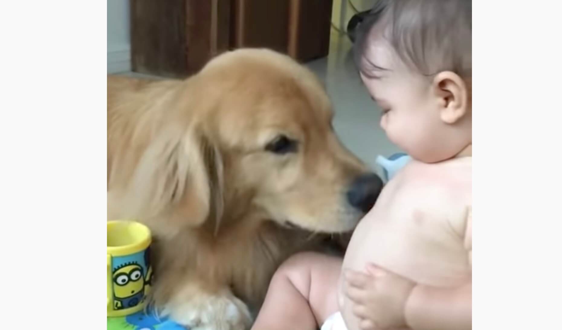 ゴールデンレトリーバー,動画