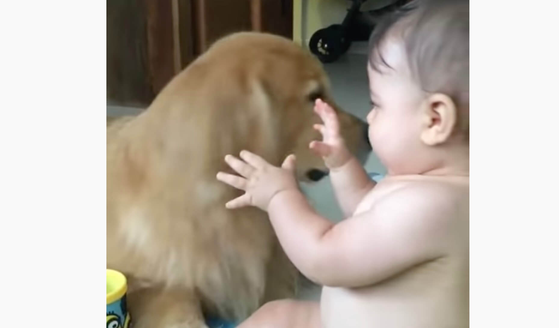 ゴールデンレトリーバー,動画