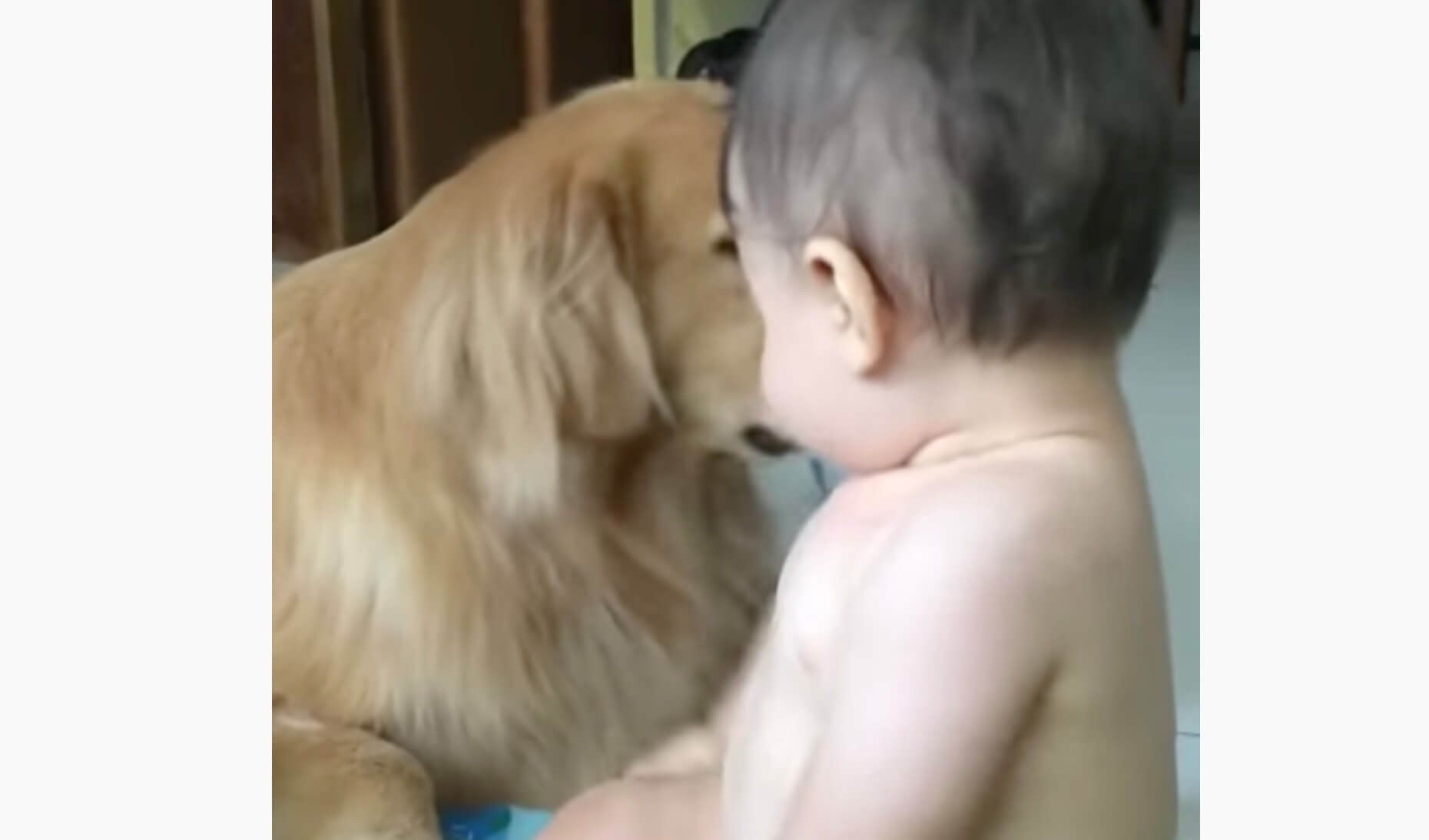 ゴールデンレトリーバー,動画