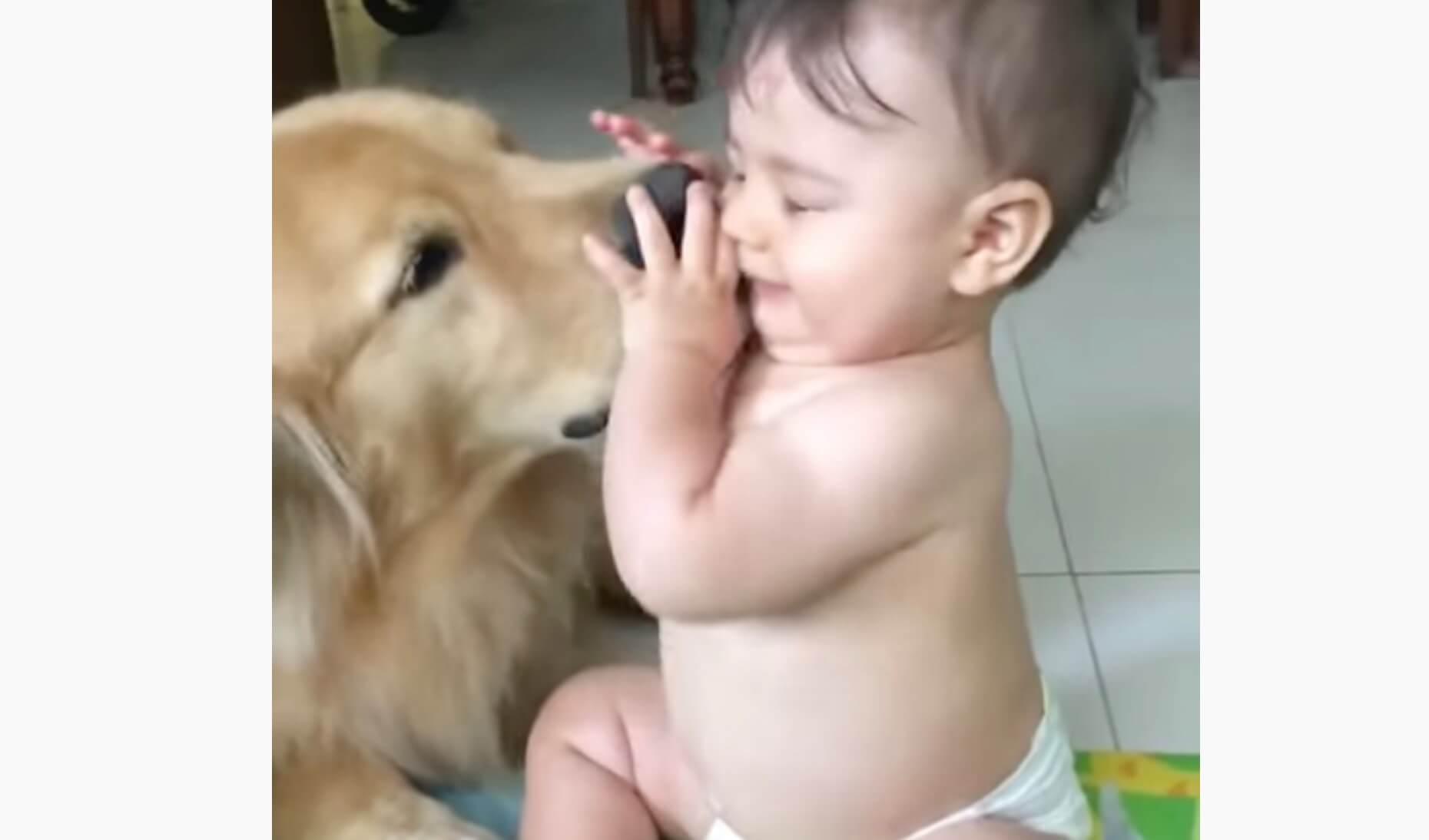 ゴールデンレトリーバー,動画