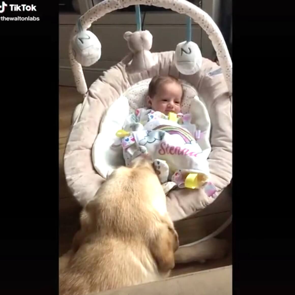 ラブラドールレトリーバー,動画