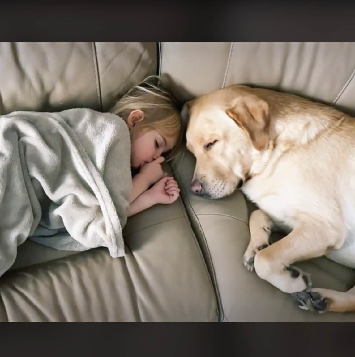 ラブラドールレトリーバー,動画