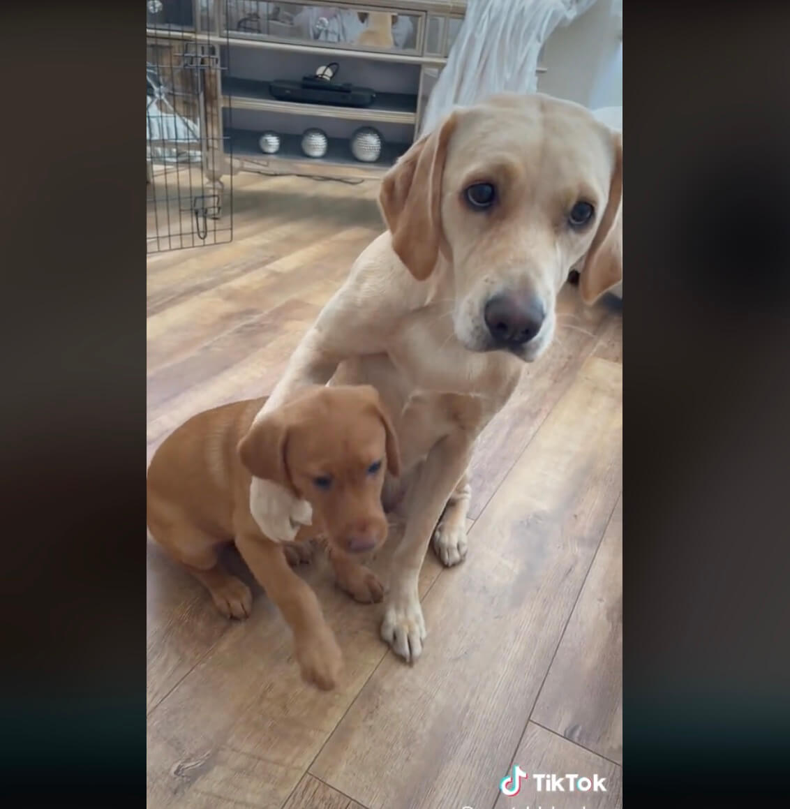 ラブラドールレトリーバー,動画