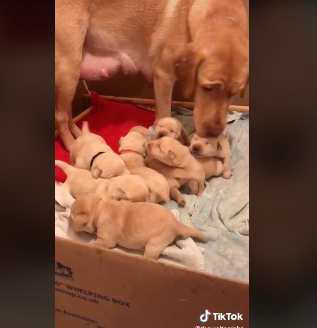 ラブラドールレトリーバー,動画