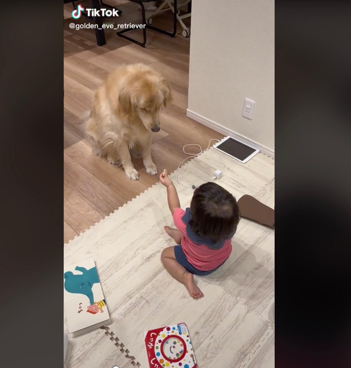 ゴールデンレトリーバー,動画