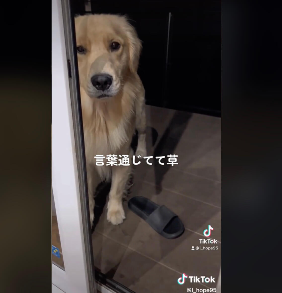 ゴールデンレトリーバー,動画