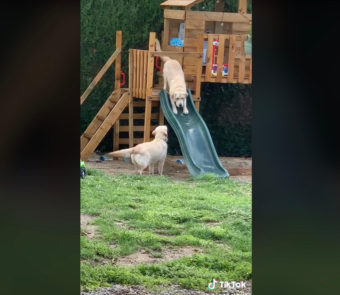 ゴールデンレトリーバー,動画