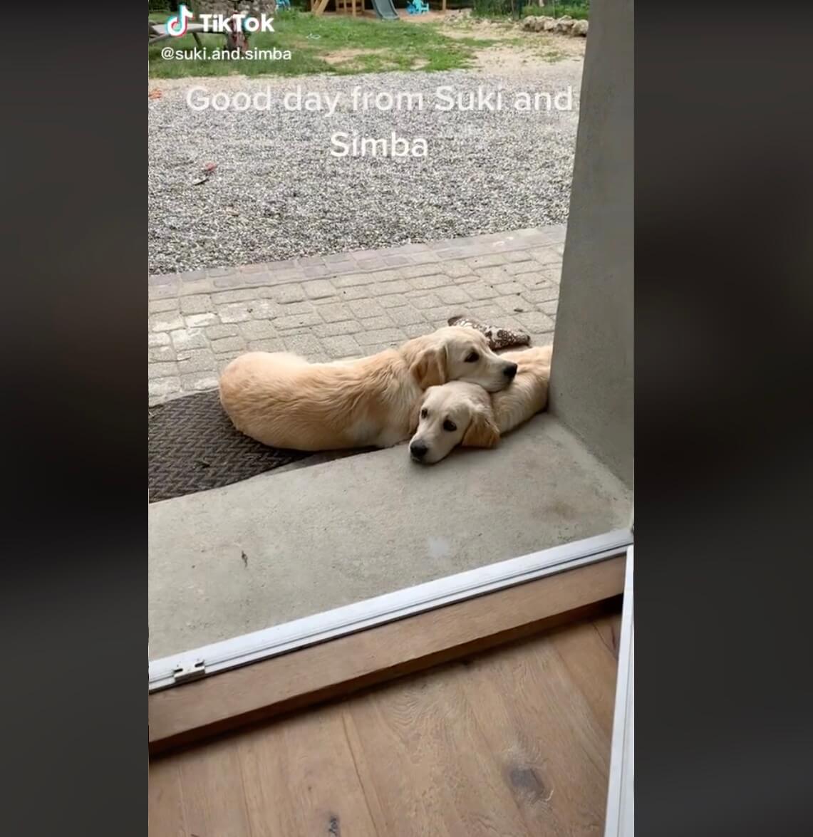 ゴールデンレトリーバー,動画