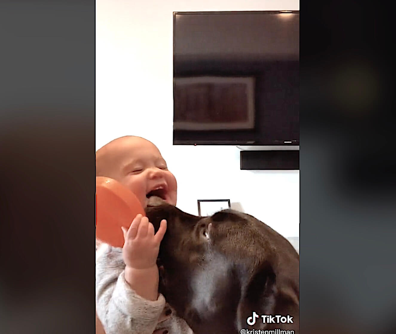 ラブラドールレトリーバー,動画