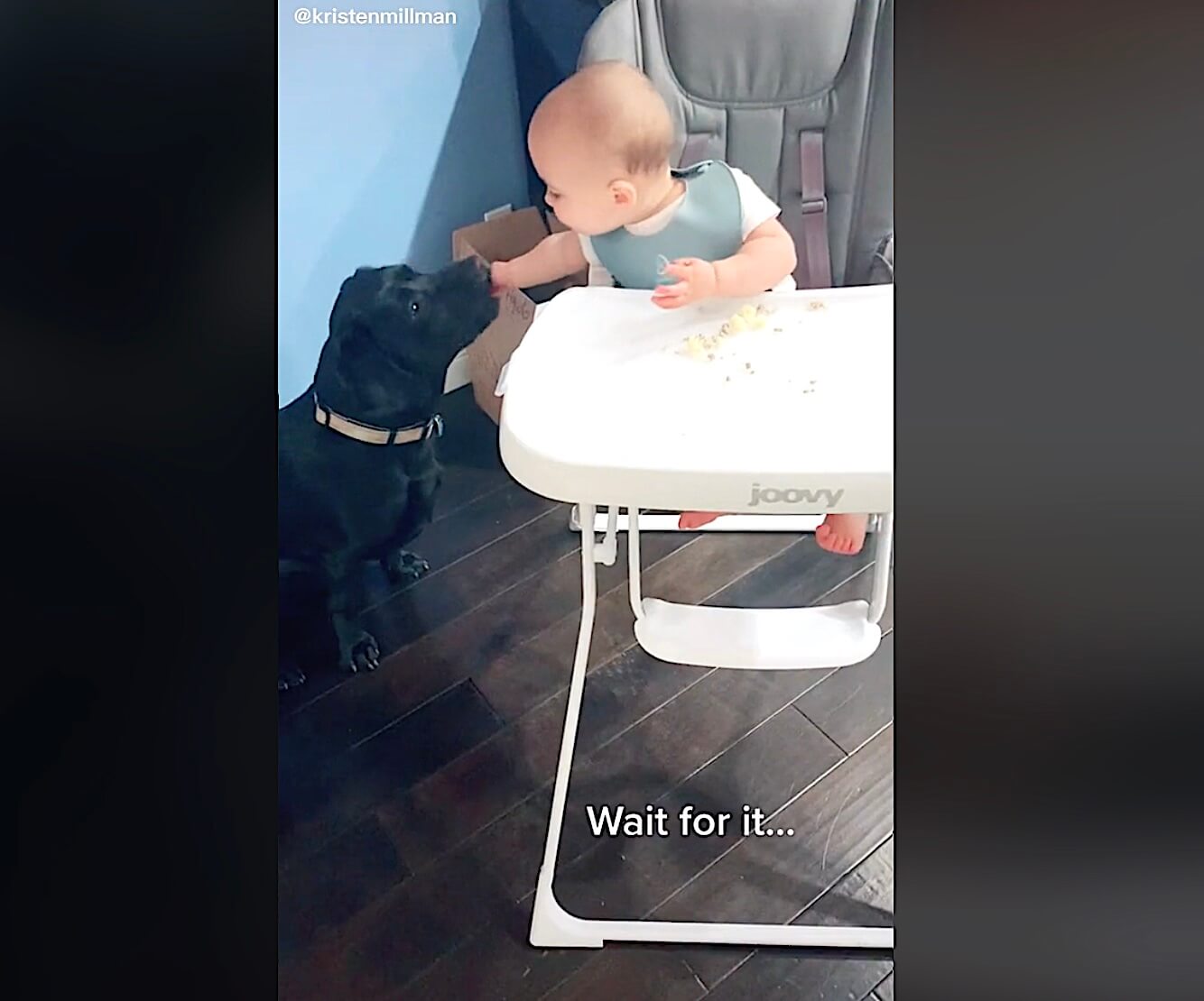 ラブラドールレトリーバー,動画