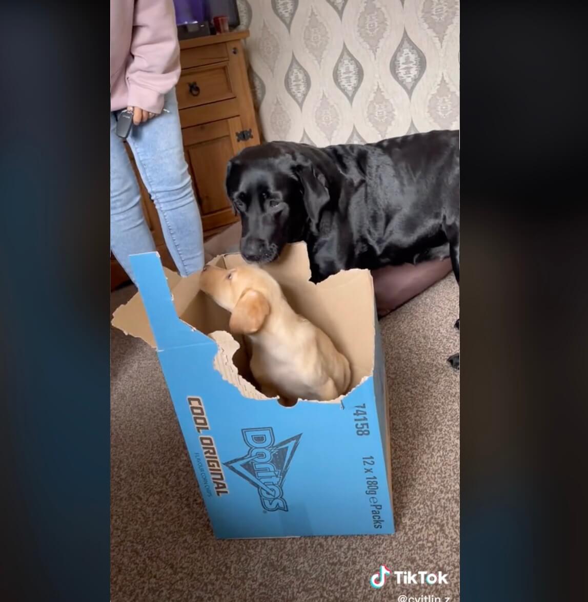 ラブラドールレトリーバー,動画