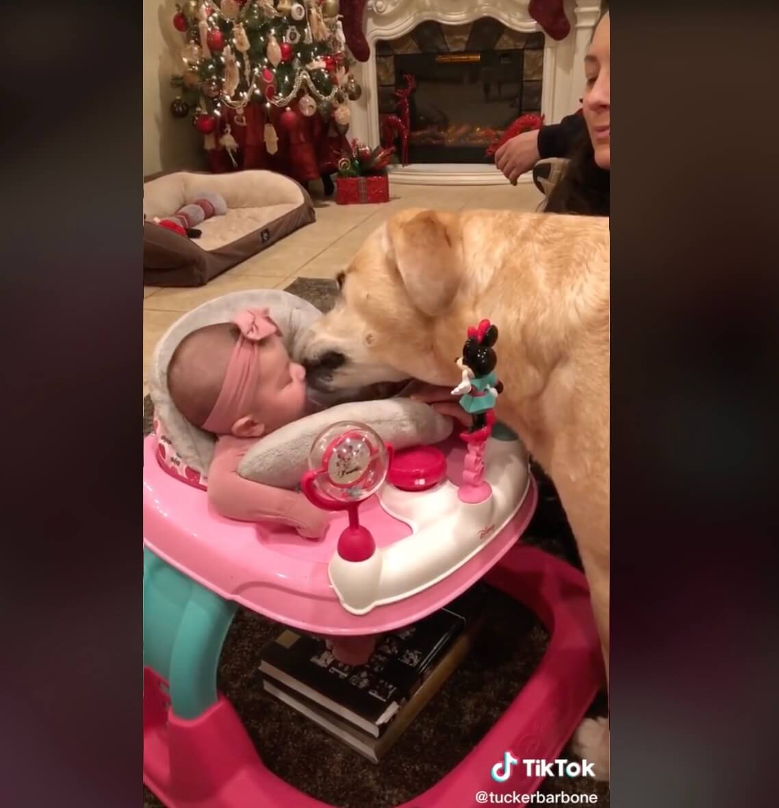 ラブラドールレトリーバー,動画