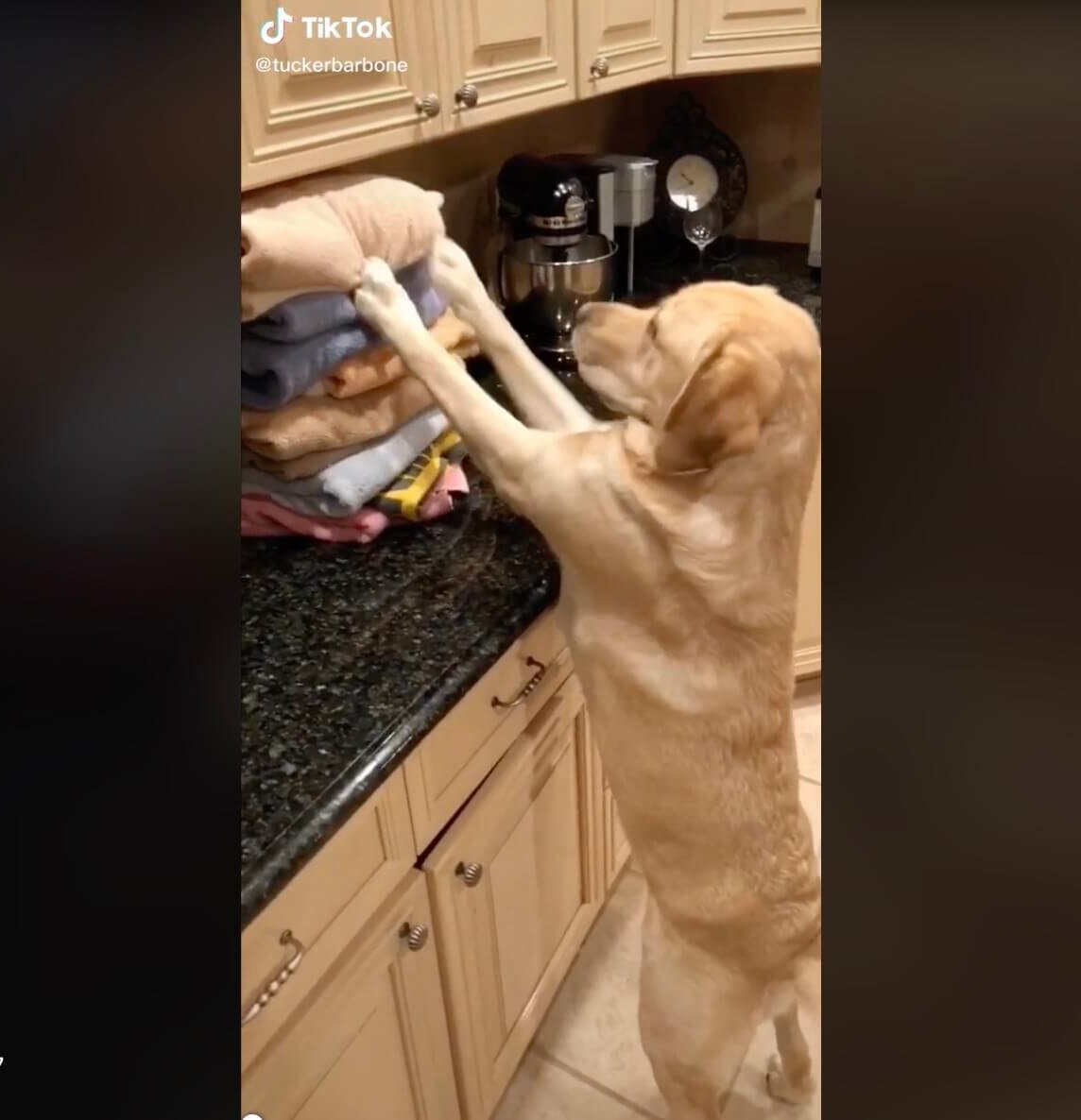 ラブラドールレトリーバー,動画