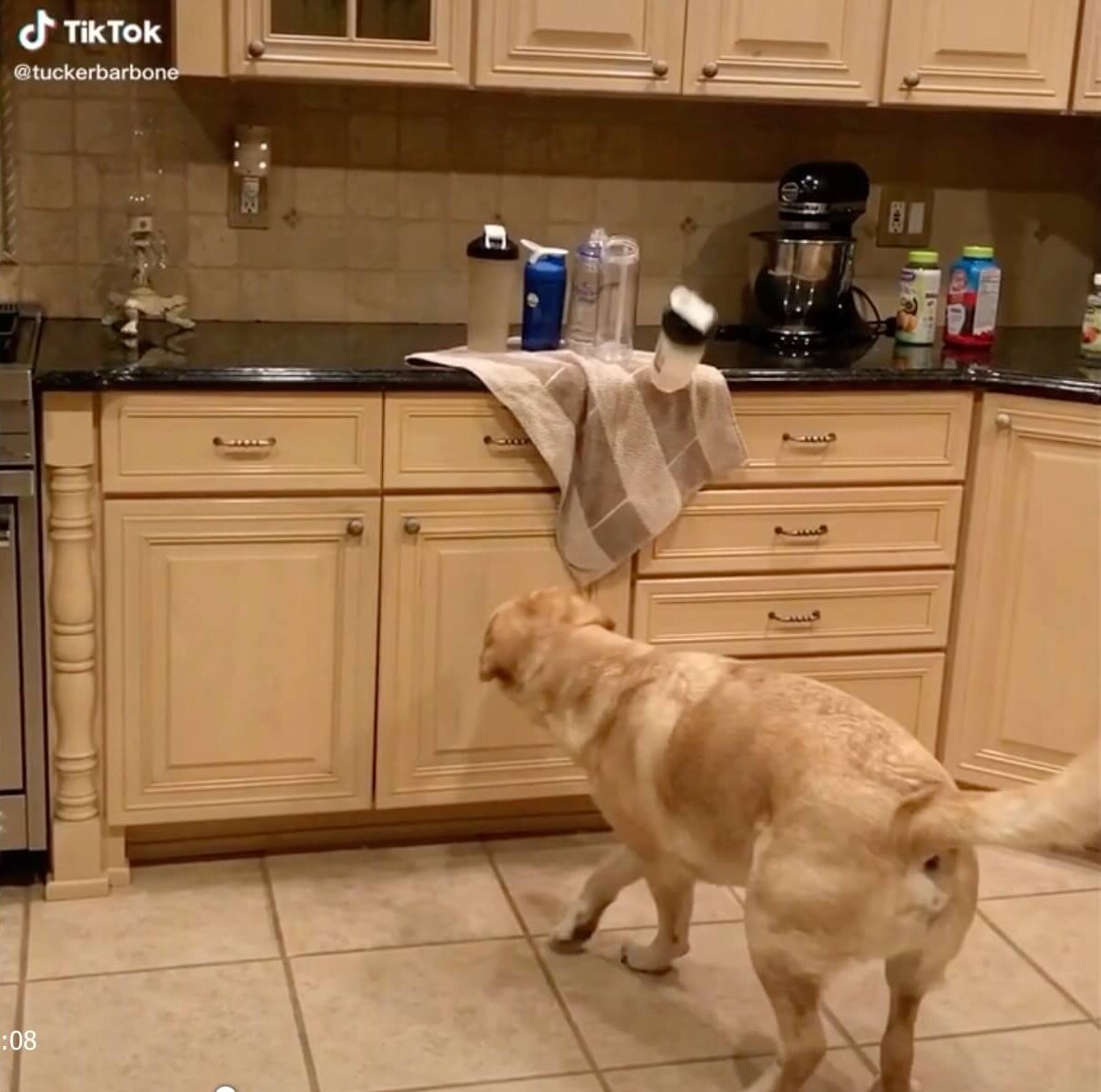 ラブラドールレトリーバー,動画