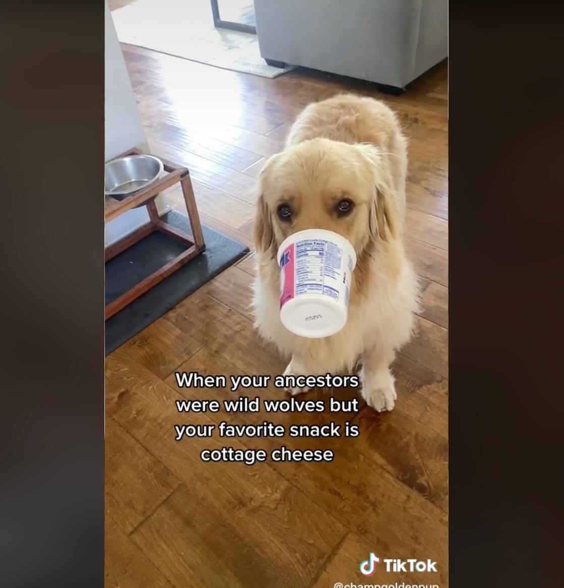 ゴールデンレトリーバー,動画