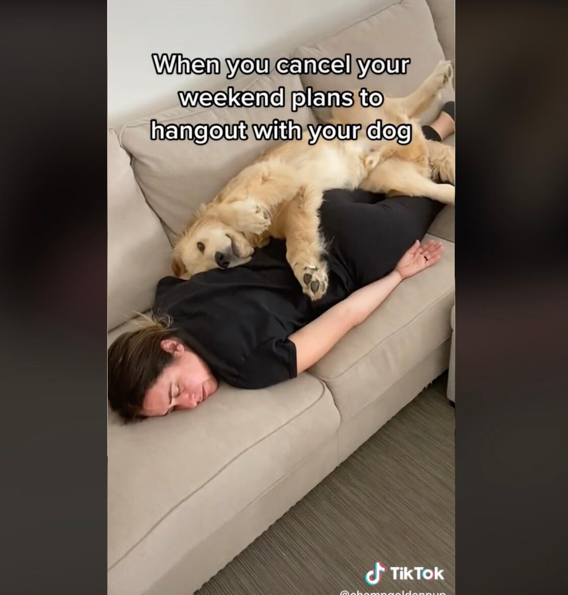 ゴールデンレトリーバー,動画