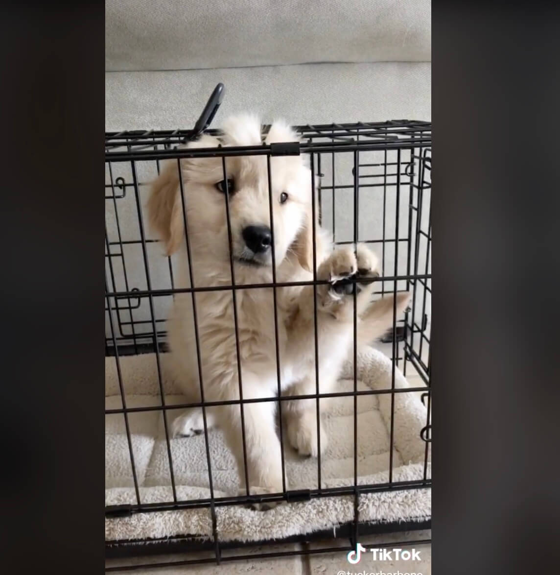 ゴールデンレトリーバー,動画