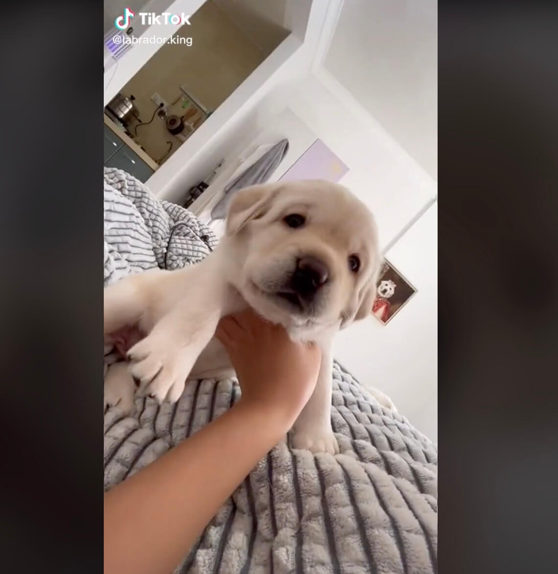 ラブラドールレトリーバー,動画