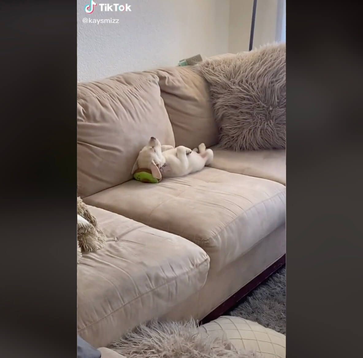 ラブラドールレトリーバー,動画