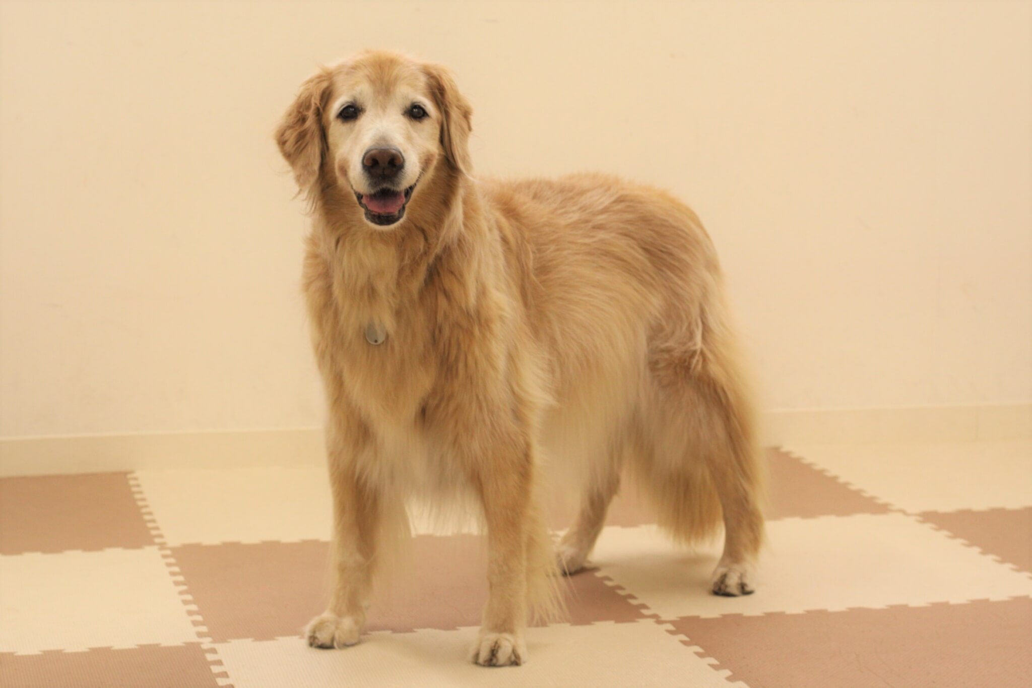 レトリーバー,取材