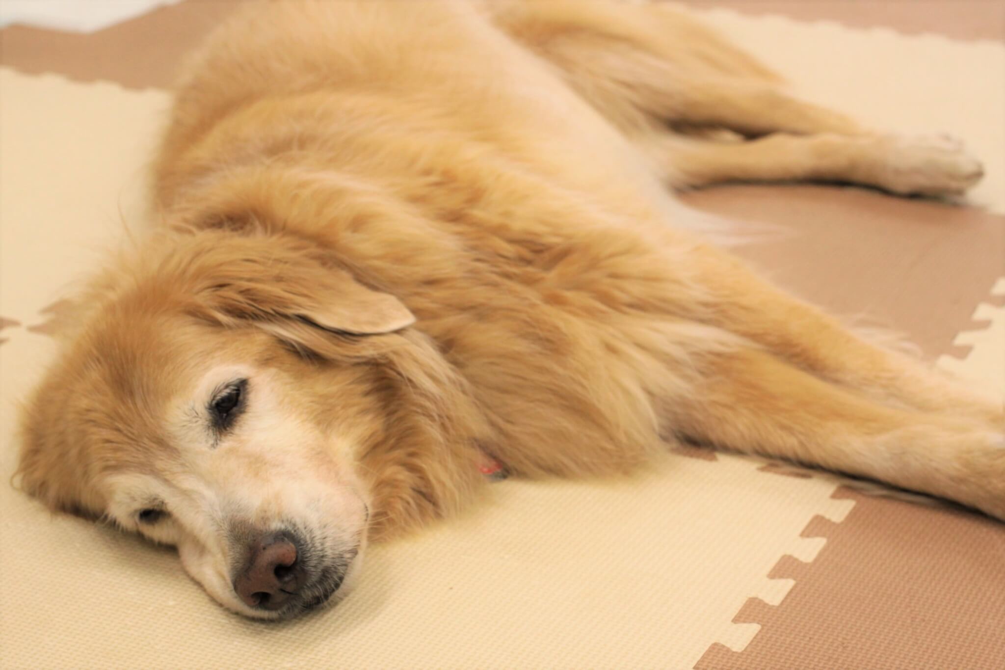 レトリーバー,取材