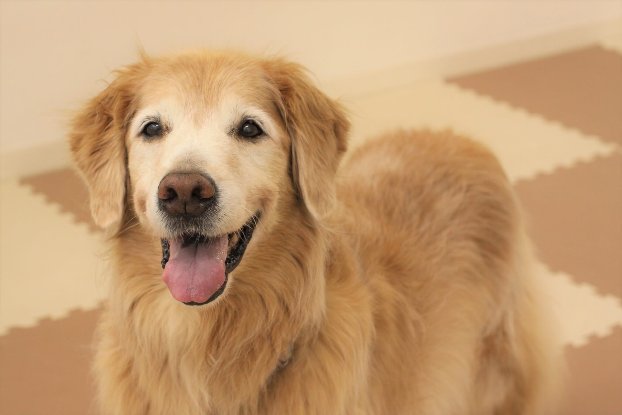 レトリーバー,取材